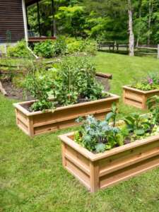 Raised garden beds with vegetables growing