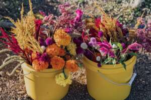 freshly picked colorful flowers in buckets